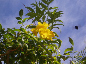 Bumble-bee leaving yellow Hibiscus