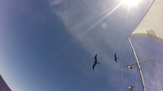 Two frigate birds soaring around Hoku Pa'a mast