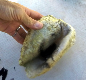 Shell that Octopus had been inhabiting