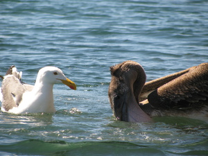 Pelican and Seagull