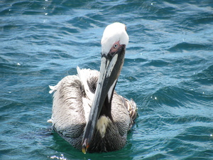 Pelican