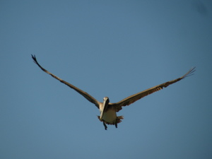 Pelican in flight