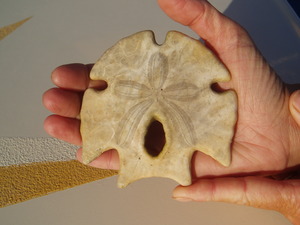 Unusually shaped Sand-dollar