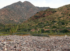 IslaEstebanRocky beach with Arroyo in background