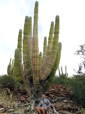 Bjarne at roots of tall cactus
