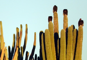 4 Vultures capping the cactus