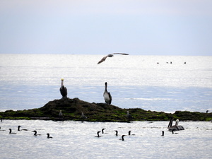Assortment of birds: pelicans, grebes, gulls