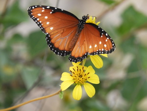 Butterfly on yellow flower