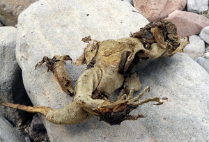 dessicated skin from iguana