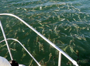 Large loose ball of fish at surface