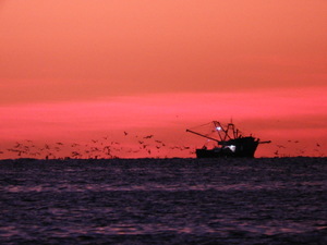 Fishingboat at Dawn with Birds circling