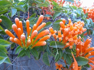 Pretty Orange Flowers