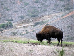 Buffalo on Santa Catalina