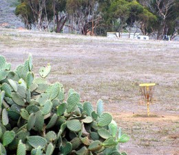 Large stand of cactus on Disc-golf course