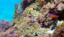 Two reef fish at Santa Cruz Island