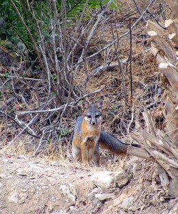 Fox on Santa Catalina Island