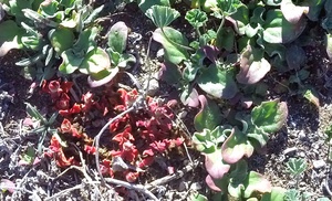Walking up from landing place at Santa Barbara