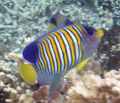 Regal Angelfish