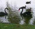 Black Swans
