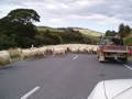 Sheep Crossing