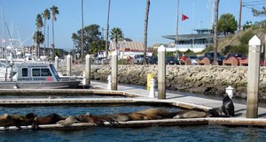Sea lions on wharf