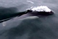 Dall's Porpoise
