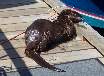 Sea Otter