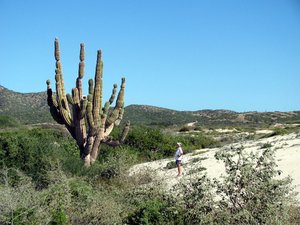 Barb eyeing a cactus 