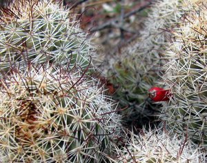 Cactus with red flower
