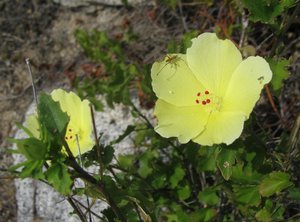 Yellow flower with insect