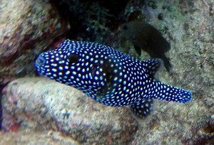 Guineafowl Puffer