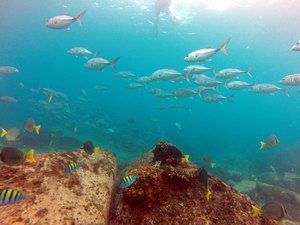 Bigeye trevally, yellowfin surgeonfish, sergeant majors seen snorkeling at Los Frailes