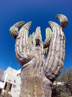 Tall cactus seen from below