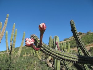 Flowering cactus