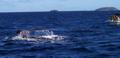 Humpback Tail