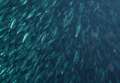 Sardines