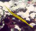 Trumpetfish