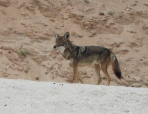 Coyote alert on the beach