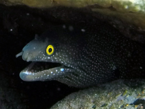 Argus Moray Eel with bright yellow eyes