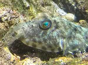 Longnose Puffer with bright blue eyes