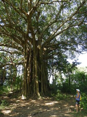 Banyan Tree