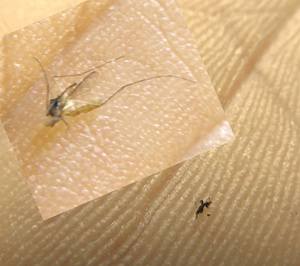 Mosquito compared to Jejene