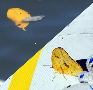 Butterfly that resembles yellow leaf