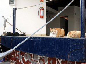 Cats lounging on deck at Club Nautico