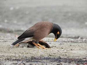 Common Mynah bird pecking at coconut on beach