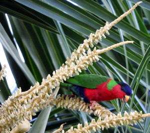 Red, green and blue bird picking at coconut flowers
