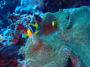 Two clownfish peering at the camera while floating above a large anemone.
