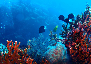 A variety of red, green and white soft and hard corals with several black and a yellow fish.