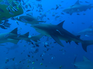 Sergeant-majors, Moorinsh Idols, and several Bull sharks circling a yellow feeding bin.