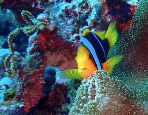 Yellow, white and black Clownfish hovering within the protection of its anemone